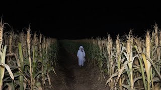 3 Creepy TRUE Cornfield Horror Stories V2 [upl. by Roye342]