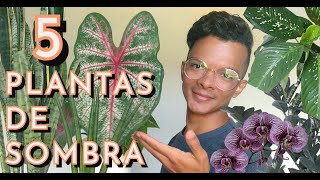 5 PLANTAS de SOMBRA [upl. by Annaer651]