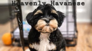 Heavenly Havanese Lets think about the crate [upl. by Golightly]