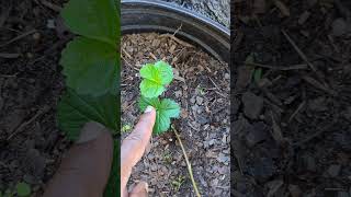 How to Get Free Strawberry Plants  Strawberry Plant Propagation [upl. by Kamin]