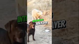 Heartwarming Labrador Retrievers and Sheep Form Unlikely Bond [upl. by Alliscirp]