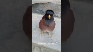 Bird🐦 Shalik Pakhi dak শালিক পাখির ডাকshorts [upl. by Gudren]