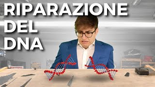 I meccanismi di RIPARAZIONE del DNA spiegati FACILI in meno di 3 minuti  BIOLOGIA FACILE [upl. by Rebeca196]