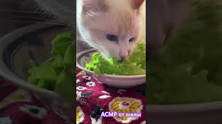 💜ПОДПИШИСЬ ЛАРОЧКА💜 cat милый beach мило catlover топ dance love школа waves [upl. by Lacym]