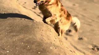 Zoomie Zoomies dogs shortsvideo dogshorts doglover goldenretriever [upl. by Hussey543]