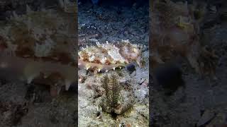 Каракатица scubadiving gopro scuba underwater travel bali scubadiving indonesia ocean [upl. by Guerin]