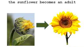 The Life Cycle of a Sunflower [upl. by Naves]