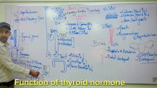 Physiology of thyroid hormone Secretion Mode of action Hindi Urdu [upl. by Anilec438]