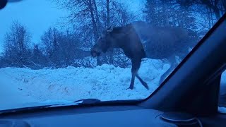 Traffic Stops in Anchorage as Moose Lumbers Across Snowy Road [upl. by Agatha]