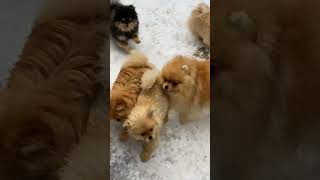 dog a dog actually sir im a puppy original a dog song funny pomeranian laughoutloudpets [upl. by Tinaret927]