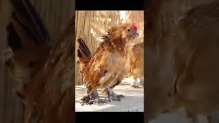 Cute Baby Roosters First Crow  Cock a Doodle Doo shorts [upl. by Sumedocin]