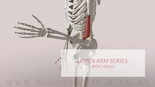 Brachialis Upper Arm Series Part 1 3D Animation [upl. by Hannahsohs]