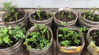 This is how I grow water dropwort on land  Tiny Garden 🌱 [upl. by Kabab]