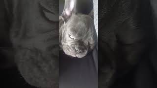 The Snoring dog  natieramirezvlog shortvideo trendingshorts frenchbulldog puppy [upl. by Adiarf]