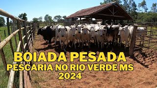 PESCARIA NO RIO VERDE ÁGUA CLARA MS TEVE DE TUDO pesca peixe fishing pecuaria [upl. by Anicnarf201]