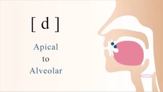 d  voiced unaspirated apical alveolar stop [upl. by Verdi]