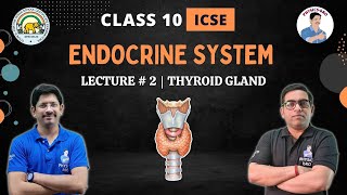 CLASS 10 ICSE  ENDOCRINE SYSTEM  LECTURE  2  THYROID GLAND [upl. by Lak]