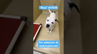 “Blue” dog for adoption at waltonpetsnet in Monroe GA [upl. by Nodyarg]