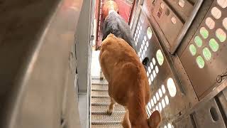 Hauling Cattle from Texas to Colorado  Texas wildfires  Smokehouse Creek fire [upl. by Pihc122]