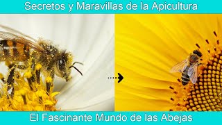 El Fascinante Mundo de las Abejas Secretos y Maravillas de la Apicultura 🌟🌟 [upl. by Scholem74]