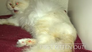 Cat Giving Birth to 5 kittens  Persian Cat signs your cat is in labor what to expect [upl. by Procto]