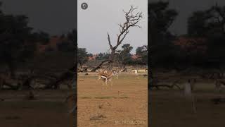 Antílopes saltadores gazela herbivoros savana selvagem [upl. by Neom]