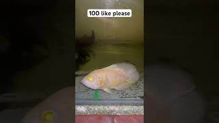 Albino Oscar fish viralvideo shorts [upl. by Esserac515]