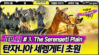 The Serengeti Plain in Tanzania  Wildlife in Serengeti EP01 03 탄자니아 세렝게티 초원 [upl. by Sucramel]