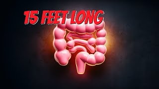 The Intestines A Journey Through Your Gut [upl. by Noell]