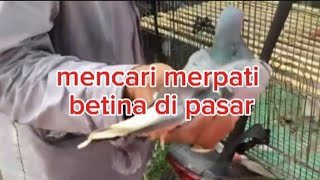 mencari merpati betina di pasar [upl. by Esiuole]