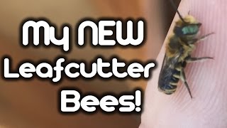 My New Leafcutter Bees [upl. by Ada]