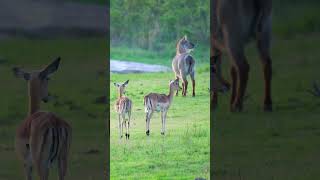 Impala at Kruger National Park South Africa [upl. by Leonore]