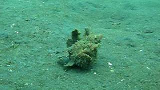 Frogfish walking [upl. by Ahsener]