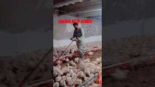 Racker in poultry farampoultrylife chickenfarming poultryfarming [upl. by Hakon926]