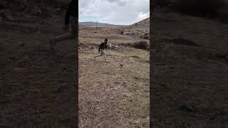 KEKLİĞİ KOŞARAK YAKALADI keklikavı hunting partridgehunting rabbit tavşanavı hunter [upl. by Navanod]