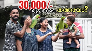 🦜ഇതെന്നതാ നാടൻ തത്തയോ ഇതിനെ വളർത്തിയാൽ CASE അല്ലെ Bought two parrots 🦜 [upl. by Naghem]