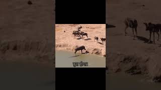 The warthog Fluffy encounters a pack of wild dogs and chases him into the water [upl. by Fridell536]