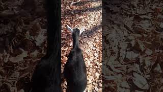 Goats are kind of clingy today Its COLD and they want treats [upl. by Annawit400]