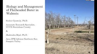 UCCE  Biology and Management of Flatheaded Borer in Walnuts  Sudan Gyawaly 2022 [upl. by Bazil]