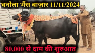 पशु मंडी धनौला 11112024 80000 से दाम की शुरुआत buffaloes for sale in dhanaulajbs dairy farming [upl. by Assen375]