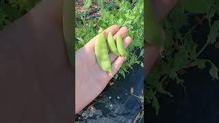 Snow Peas vs Snap Peas and when to harvest garden peas vegetablegarden growyourownfood grow [upl. by Stouffer580]