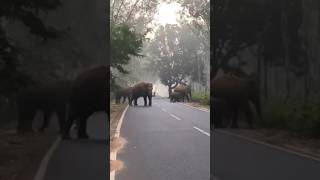 Elephant new video like share comment subscribe kejia please [upl. by Yrred]