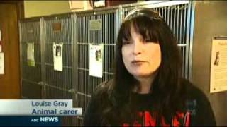 RSPCA desperate for cat carers [upl. by Audette]