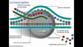 De lADN à lARNm [upl. by Oirasan]