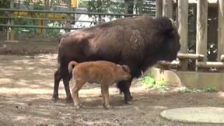 1704 千葉市動物公園 アメリカバイソンのラテ [upl. by Enamrej]