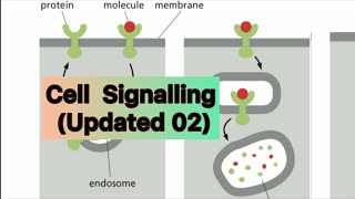 Cell Signalling  Updated 02 [upl. by Libbey]