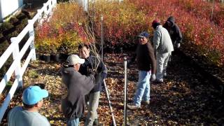 DiMeo Farms loading blueberry plants order for repeat customer [upl. by Llahsram]