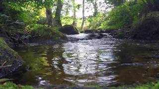 🏞 CRÉER SON JARDIN FORÊT COMESTIBLE ET MÉDICINAL [upl. by Tnayrb]