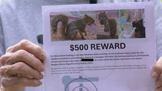 Alamo Heights resident offering reward to catch person who shot squirrel with arrow [upl. by Suollecram]