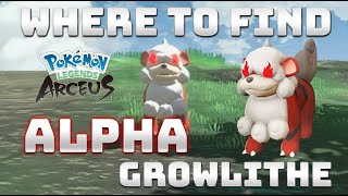 How to get ALPHA HISUIAN GROWLITHE in Pokémon Legends Arceus [upl. by Annohsal]